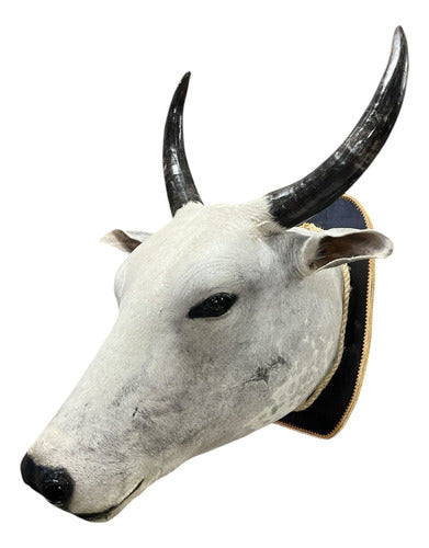 Decoração De Parede Cabeça De Boi Nelore Empalhada Country
