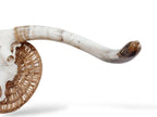 Crânio Real de Touro - Chifre LongHorn