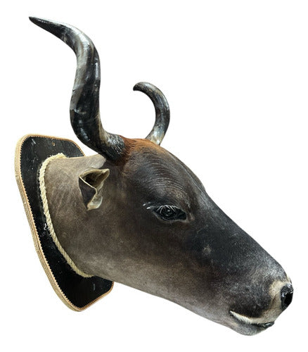 Decoração De Parede Cabeça De Boi Nelore Empalhada